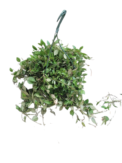 Lacunosa Mint